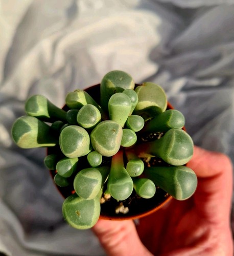 Fenestraria aurantica baby - |,