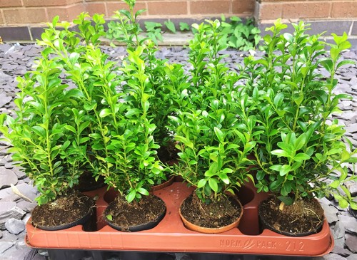 12cm pot box hedging - 12cm,