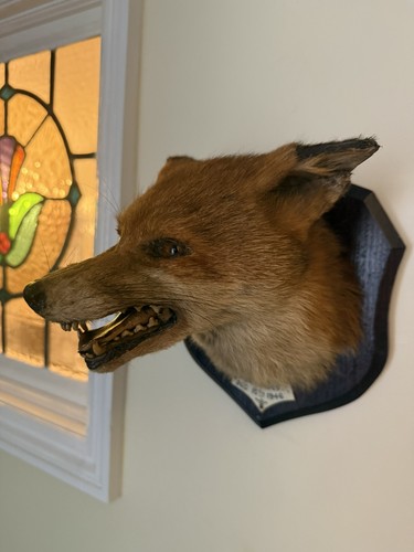 Taxidermy fox head - taxidermy,