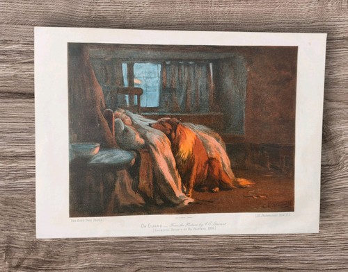 Antique 1902 long - haired, rough