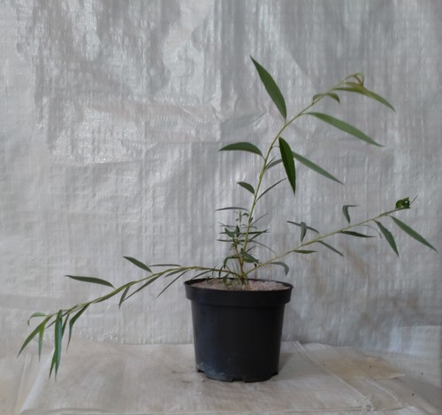 Weeping willow salix - weeping,