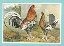 POULTRY  -  ROB  ROY  POSTCARD