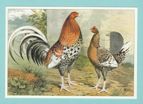 Poultry rob roy postcard - ,