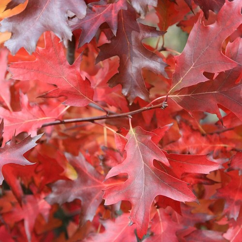 Quercus rubra red oak - red, sapling