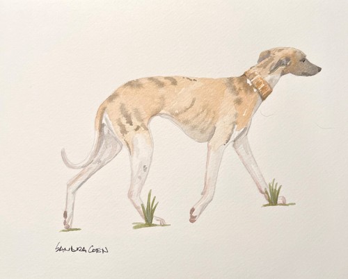 Whippet original watercolor - whippet,