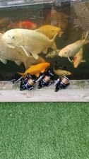 3 x Shimano Ultegra 5500 XTD Mini Big Pit Reels Carp Fishing Scope Kaizen 10ft 