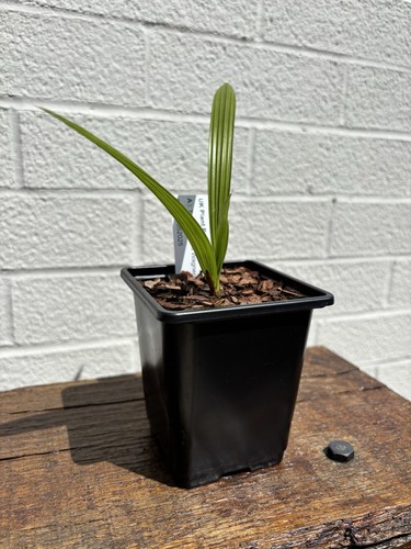 Trachycarpus wagnerianus - wagnerianus, x