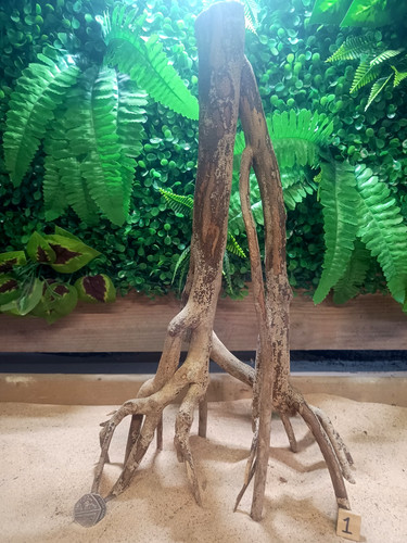 Talawa wood aquascaping - talawa,