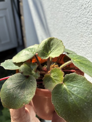 Saxifraga will send pot - send, in