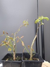 Oak bonsai tree project - 2,