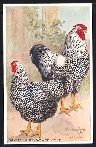 Artist postcard chicken breed - artist,