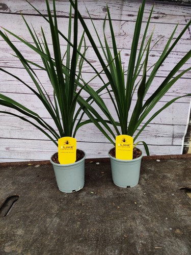 Cordyline verde 1l pot - x,