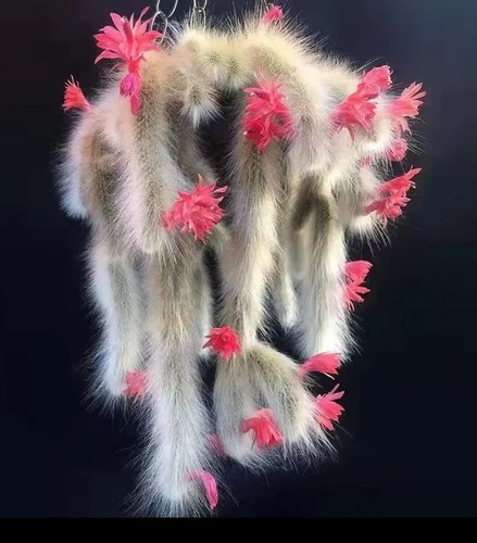 Duo heads monkey - duo, tail