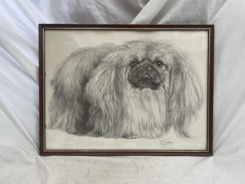 Pekingese dog sketch drawing - pekingese,