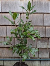 Laurus Nobilis Evergreen /  Bay Laurel Tree -- Plant As Seen 2ft tall