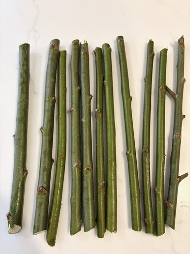 Austree hybrid willow tree - willow,