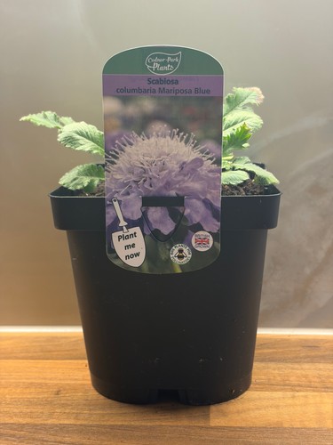 Scabiosa mariposa blue - mariposa,