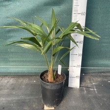 Trachycarpus fortunei  4 litre