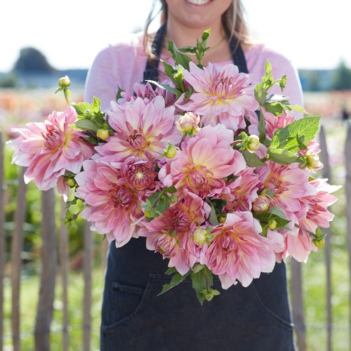 Dahlia tuber fairway pilot - dahlia,