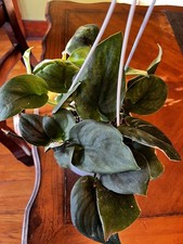 Scindapsus Jade Satin "Green Form" - hanging basket  