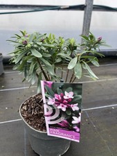 Daphne x transatlantica Pink
