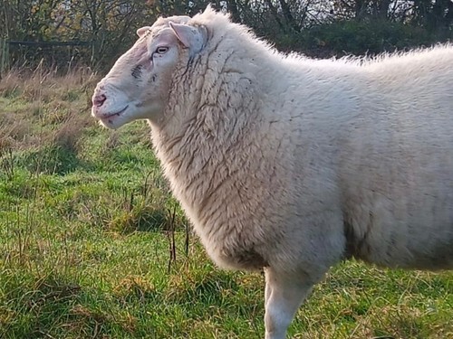 Whole raw sheeps fleece - sheeps,