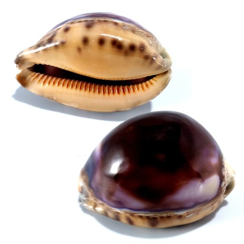 Cowrie arabian violet - violet, polished