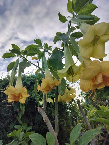 Brugmansia inez chapmen - brugmansia,