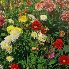 Dahlia Tubers Half-Hardy Plant