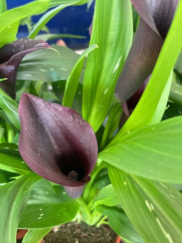 Black calla lily corm ready - black, (ready