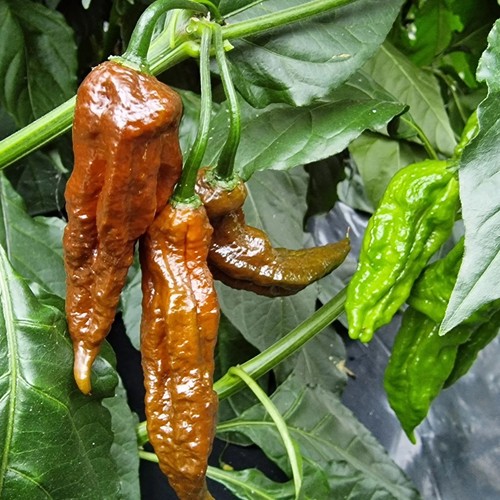 Chilli pepper bhut - pepper, 'bhut