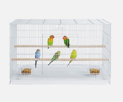 Wide flight cage bird - flight,