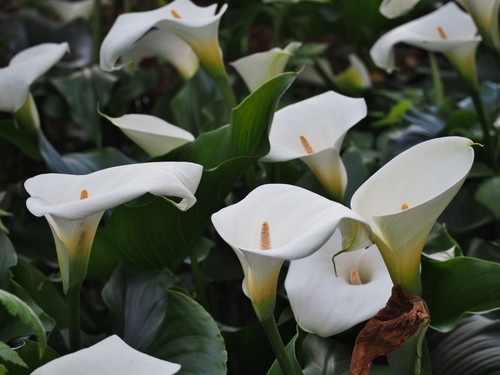 Pond water plant arum - pond,