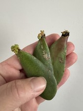 Jade plant crassula ovata - x,