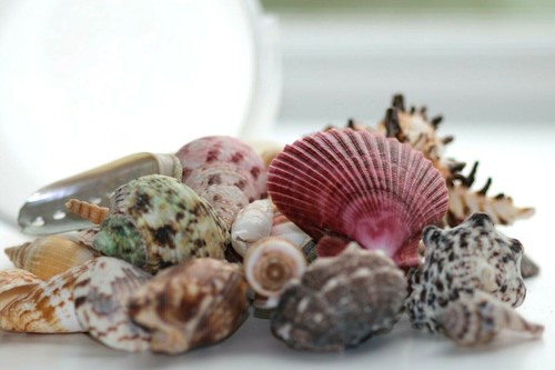 Shells mixed sea - mixed,