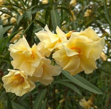 YELLOW   OLEANDER NERIUM , DOUBLE FLOWERS  ONE  ( 1 ) ROOTED CUTTING 09.11.25