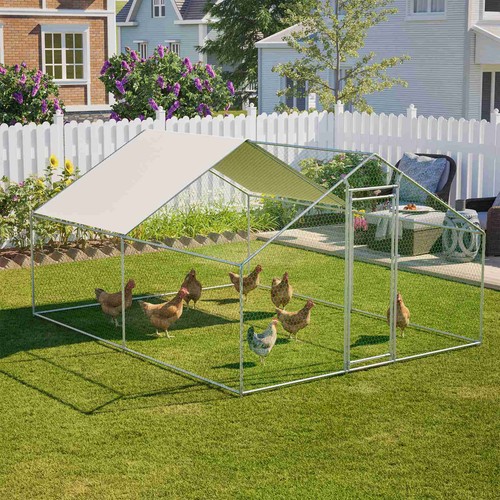 Chicken run cage walk pet - chicken,