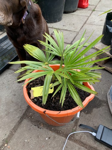 Trachycarpus fortuneia - trachycarpus,