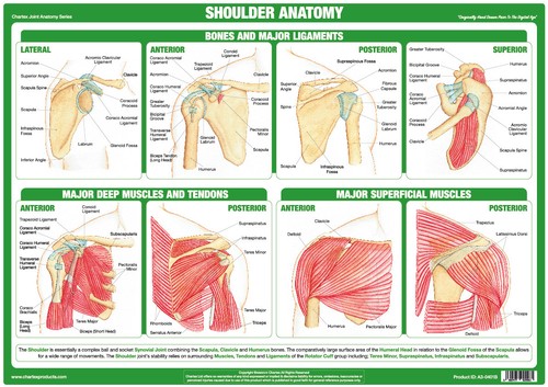 Shoulder anatomy poster - shoulder,
