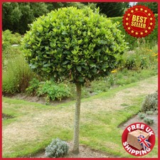 Evergreen Sweet Bay Tree