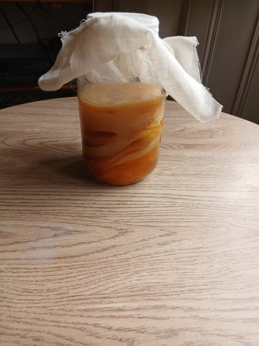 Kombucha scoby least 7 - least,