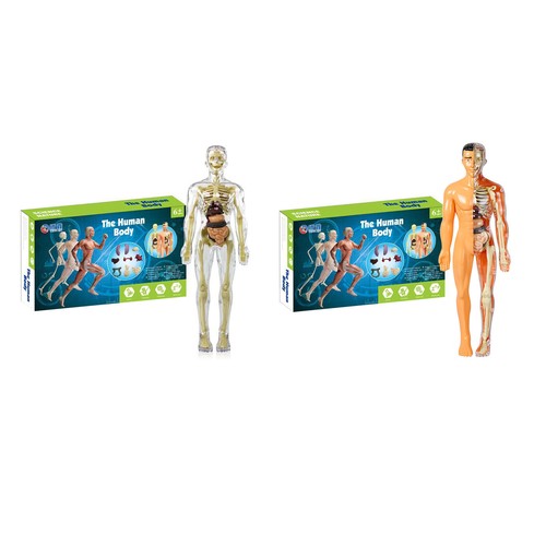 Human body torso model - 3d,
