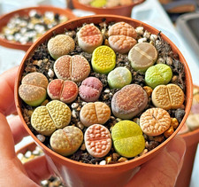 Brilliant Colour Lithops