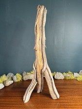 22” Manzanita Driftwood