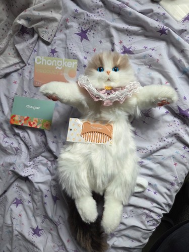Chongker ragdoll cat backpack - ragdoll,