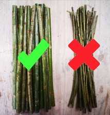 50 Very Hardy Fast Growing Hybrid 12"/30cm Willow Cuttings, grown upland Cumbria