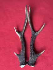PAIR OF SIKA DEER ANTLERS