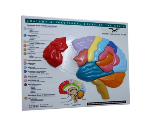 Brain model puzzle anatomy - model,