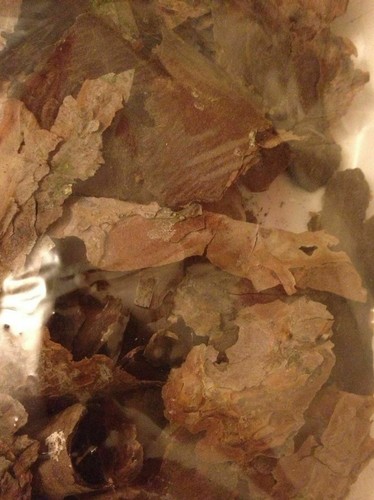 100g organic pine tree - pine, forest