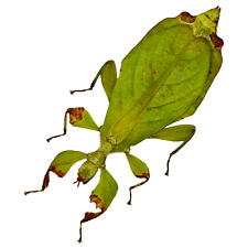 Green Leaf Insect (Phyllium mamasaense) (F) Indonesian Entomology Specimen